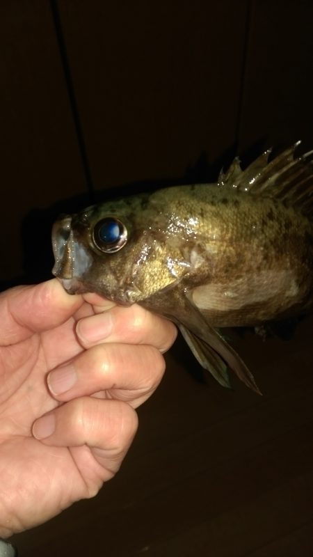 またなんとか釣れました